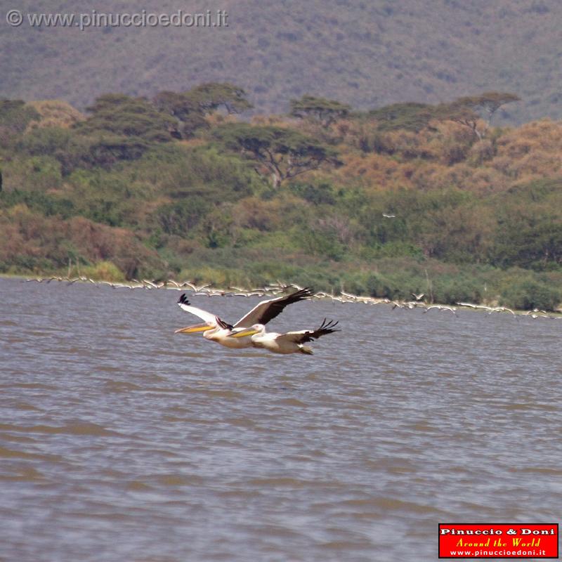 Ethiopia - Lago Chamo - Pellicani - 11.jpg